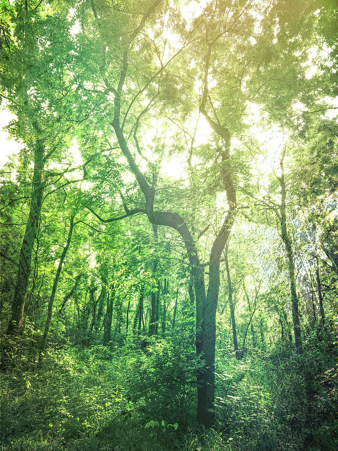 Morning forest photography for wellness interiors by Dan Sproul