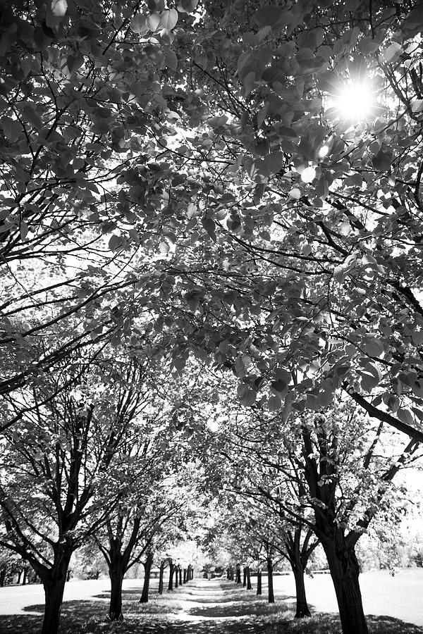 Morning Forest Path black and white fine art photography by Dan Sproul