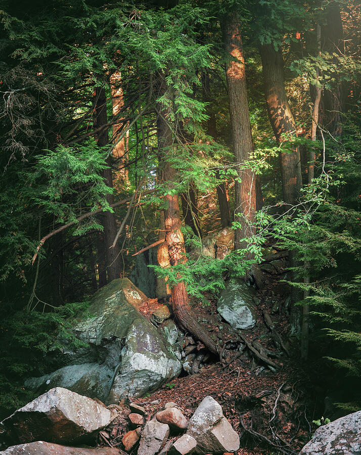 Morning light in the Chippewa Creek forest in Brecksville Ohio