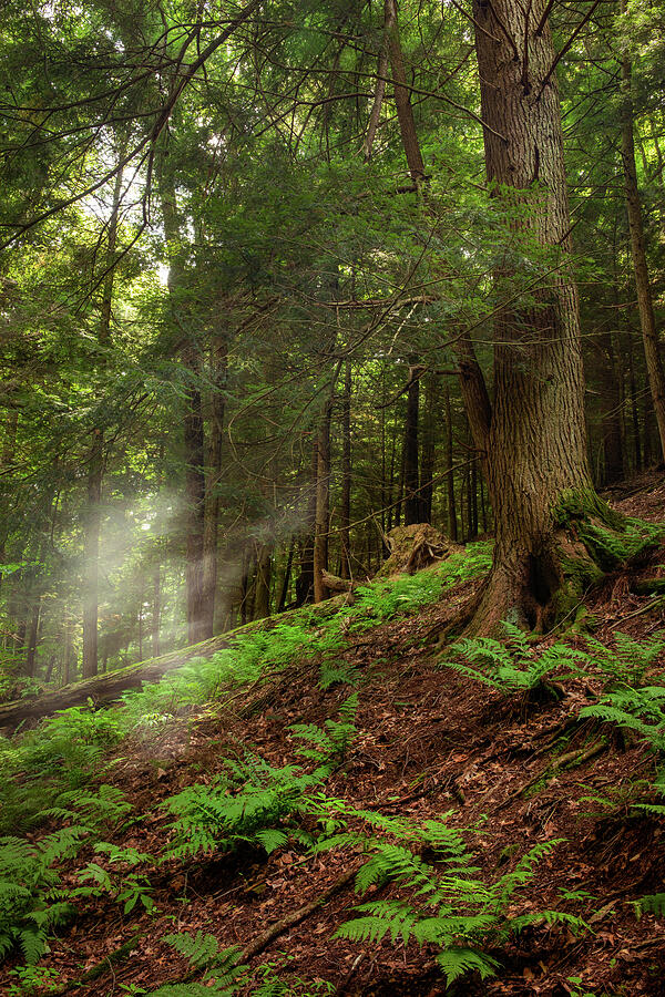 Morning light filtering through mature forest and ferns at Mohican State Park in Ohio photographed by Dan Sproul
