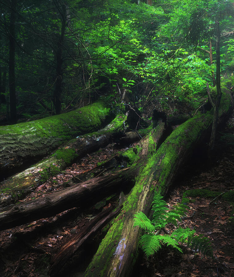Moss-covered fallen trees and fern-filled forest floor at Mohican State Park Ohio
