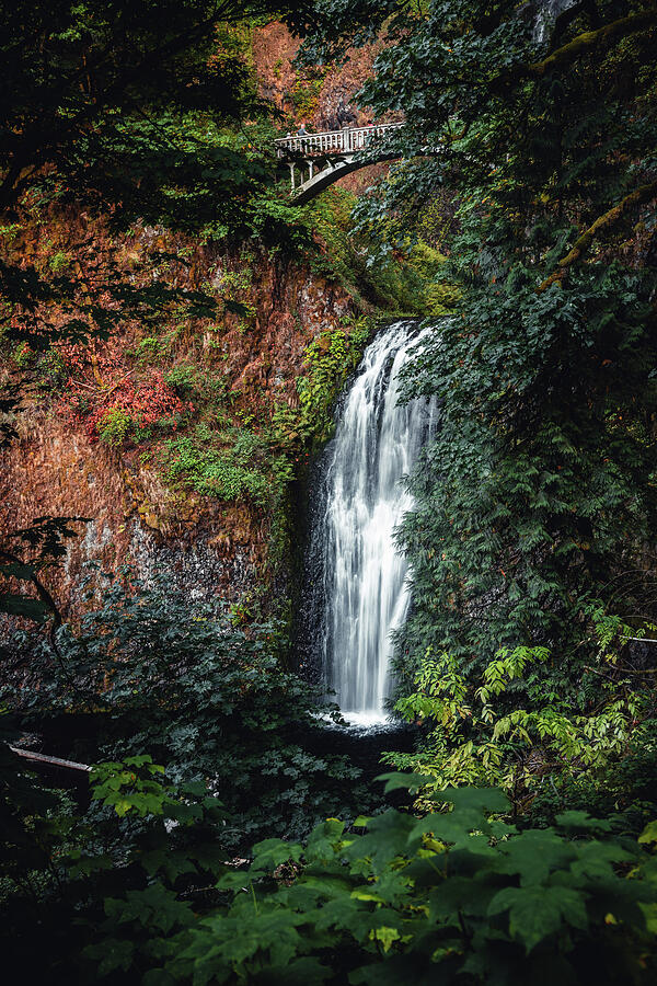 Multnomah Falls greenery waterfall photography by Dan Sproul