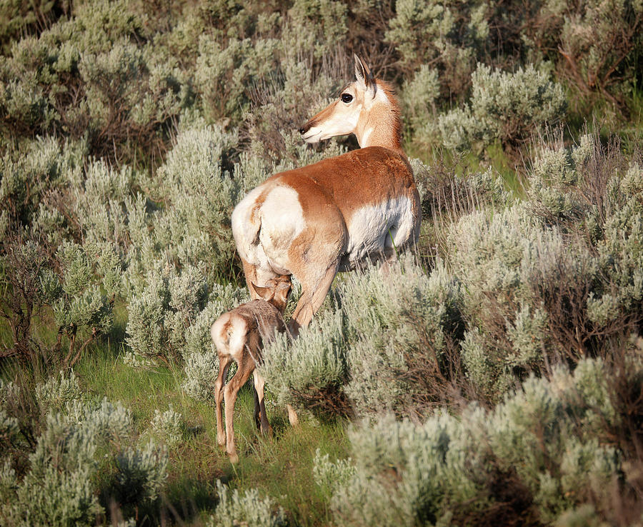 Newborn pronghorn nursing beside its mother in sagebrush habitat by Dan Sproul