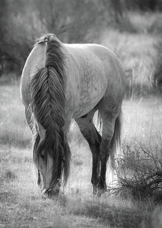 North Dakota wild horse walking through soft prairie light in black and white by Dan Sproul