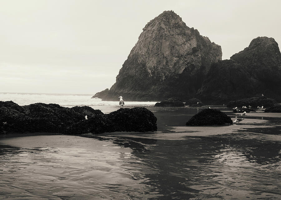 Oregon Coast seagulls and sea stacks coastal photography print by Dan Sproul