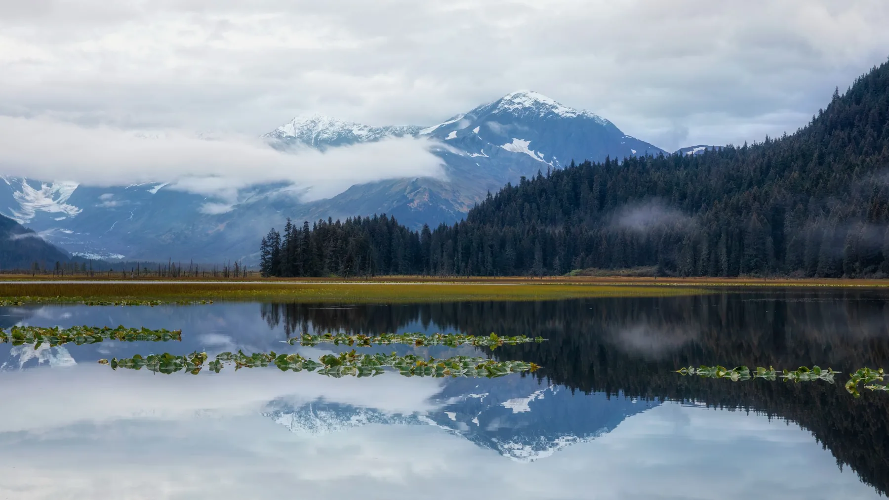 Still water, mountain reflection and lily pads