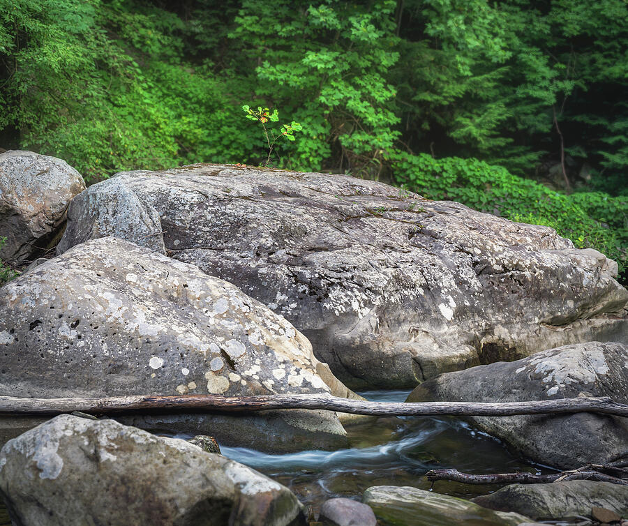 Small sapling among Chippewa Creek boulders in Ohio
