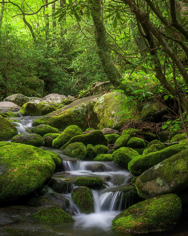 Roaring Fork Motor Nature Trail cascades in the Smoky Mountains by Dan Sproul