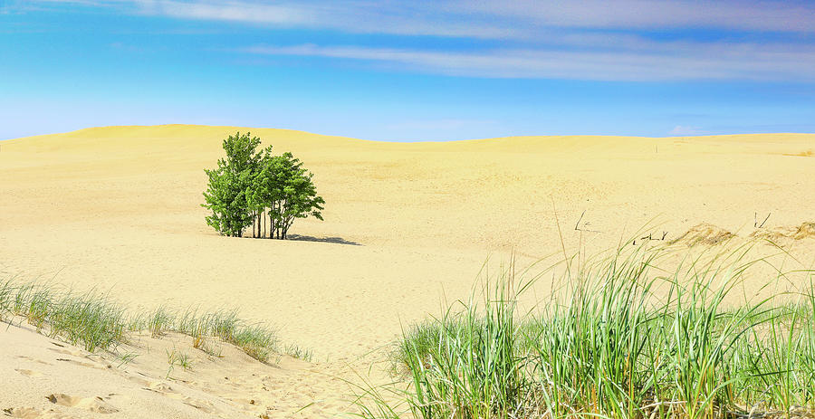 Saugatuck Dunes Landscape expansive landscape print by Dan Sproul