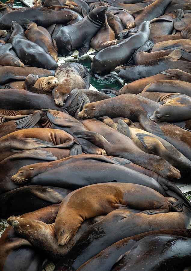 Sea lions in Newport Oregon