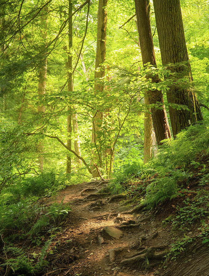 Warm sunlight illuminating a forest hiking trail at Mohican State Park Ohio