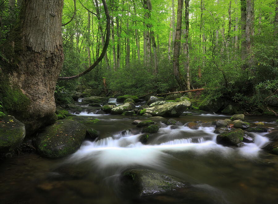 Smoky Mountain forest stream vertical photography print by Dan Sproul