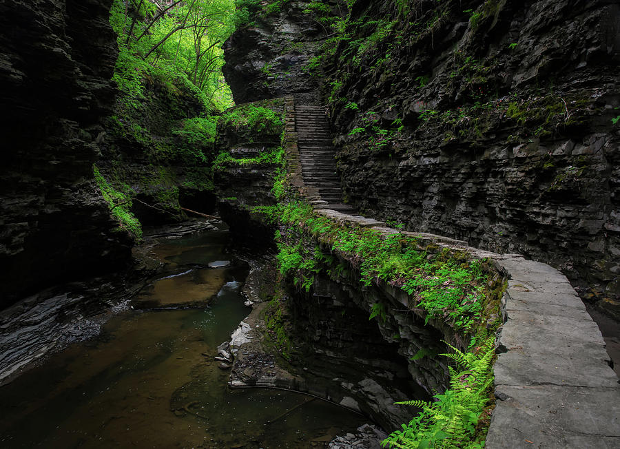 Spring green in Watkins Glen State Park print by Dan Sproul