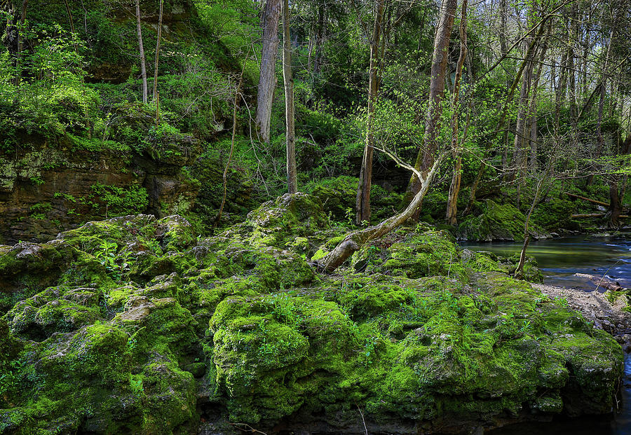 Spring Morning in Clifton Gorge Ohio forest photography print by Dan Sproul