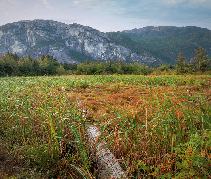 Squamish Estuary with autumn grasses and the Stawamus Chief rising behind the wetlands in British Columbia
