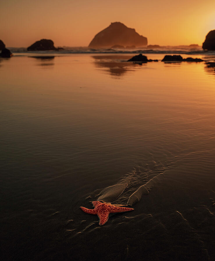 Starfish on the beach at sunset near Face Rock in Bandon Oregon