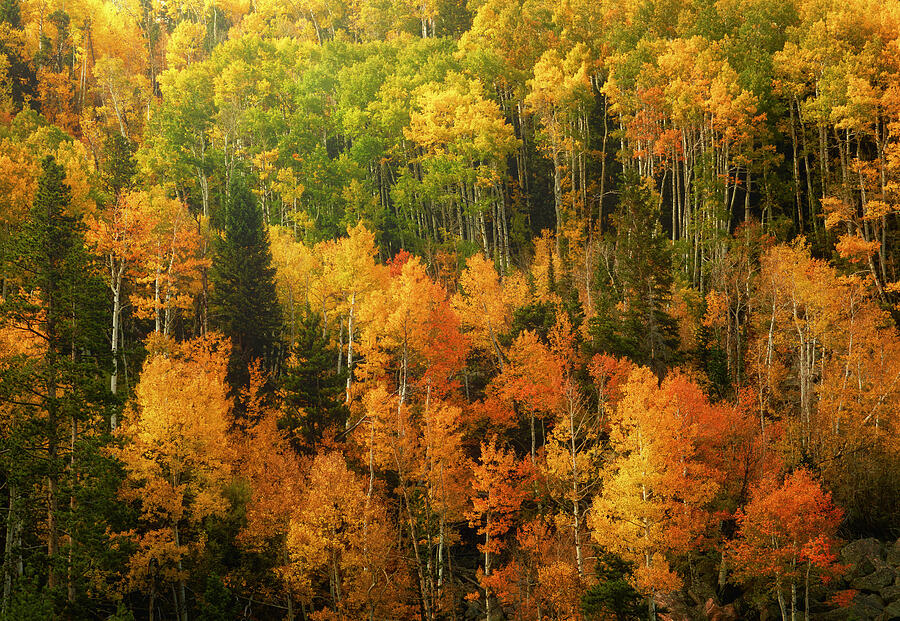 Sunlit Autumn Aspen Forest print by Dan Sproul
