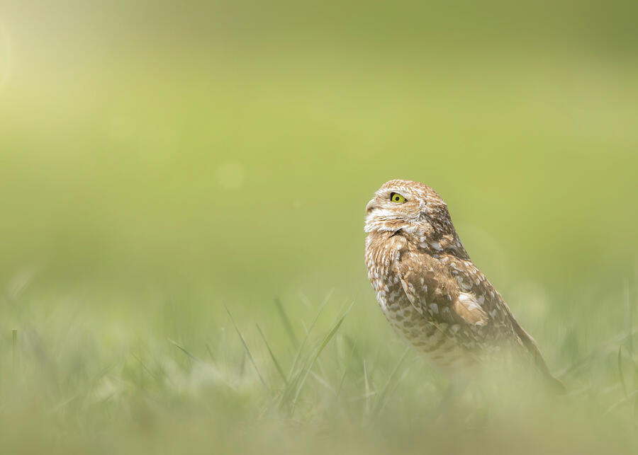 Sunlit Badlands Burrowing Owl wildlife print by Dan Sproul