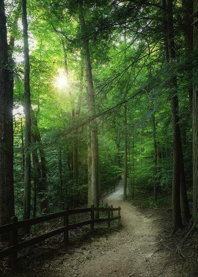 Sunlit forest trail in Cuyahoga Valley National Park Ohio