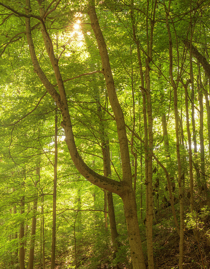 Tawawa Park Forest Morning Light print by Dan Sproul