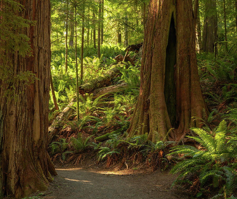Morning light filtering through mossy old-growth rainforest on Vancouver Island British Columbia