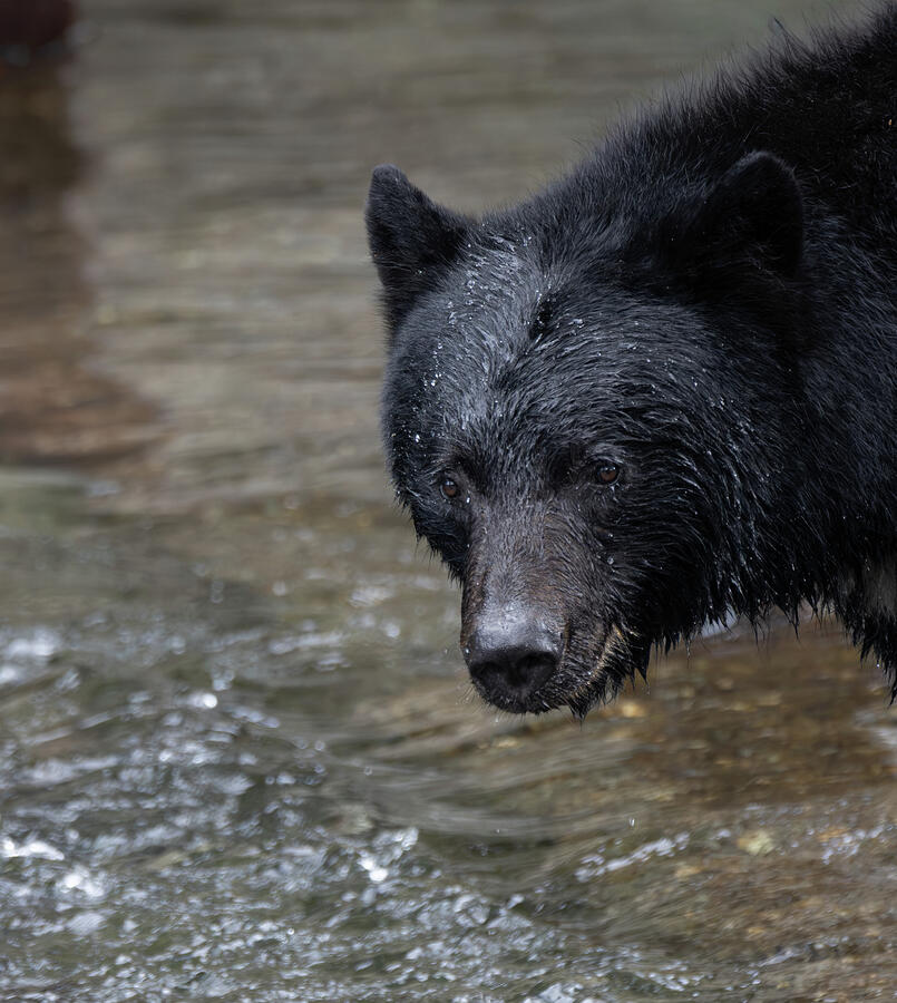 Wet black bear portrait photographed on Vancouver Island British Columbia