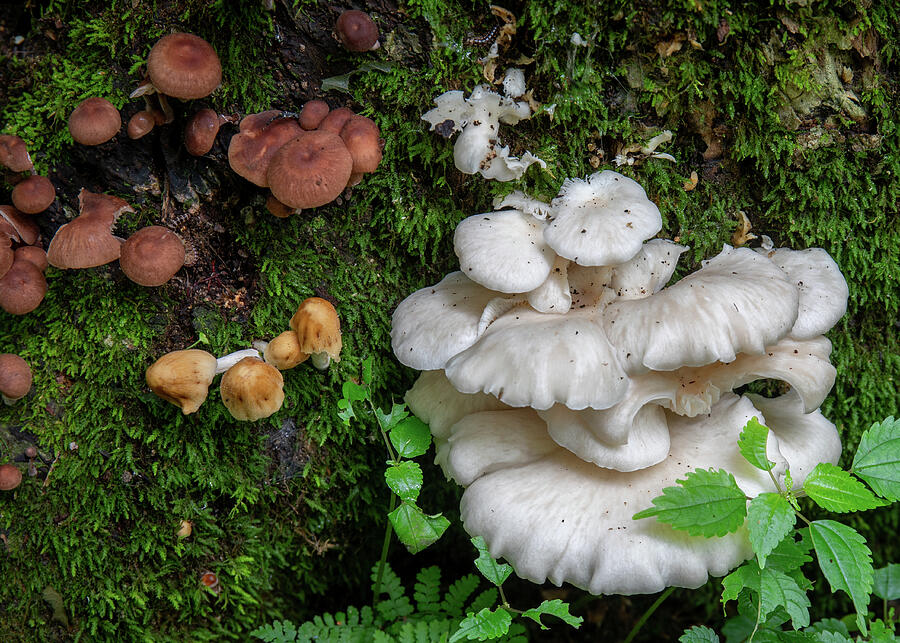 Wild mushrooms and moss at Mohican State Park Ohio