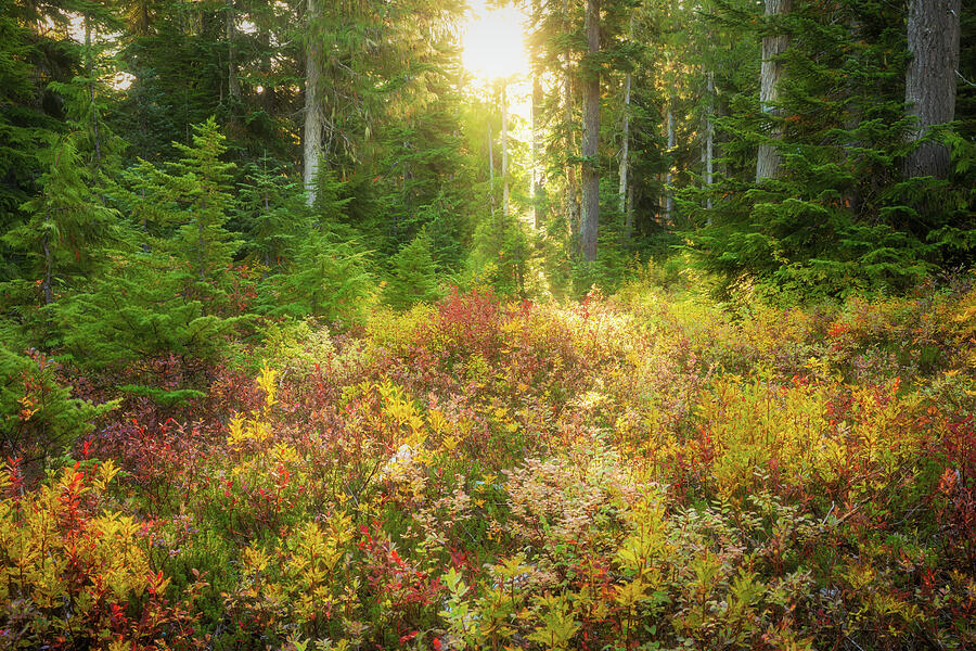 Morning light illuminating early autumn color in Paradise Meadows near Comox on Vancouver Island