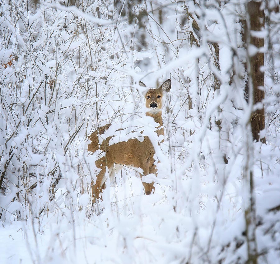 Deer looking through snow-covered brush in Lima Ohio woods