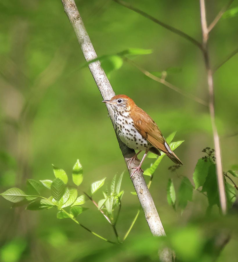 Wood thrush perched among spring green leaves near Lima Ohio